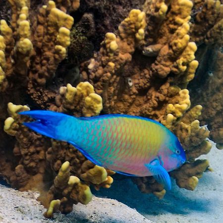 The Rarotongan Beach Resort & Lagoonarium 외부 사진